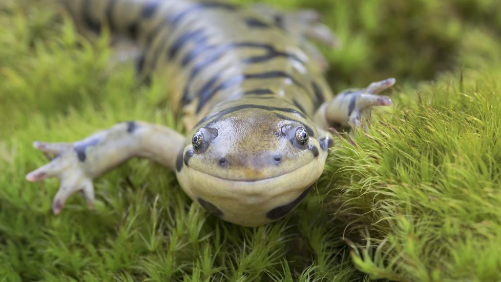 Tiger salamander